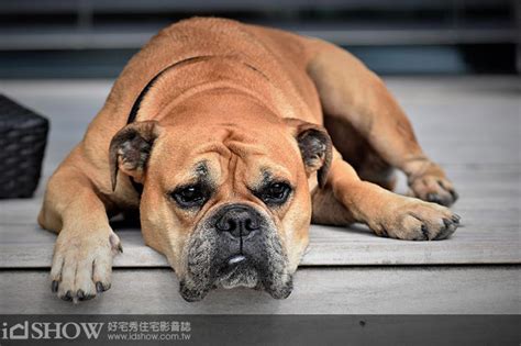 養狗 風水|養寵物也要看風水，事關運氣誰敢嘴？